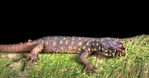 Yellow Spotted Lizard