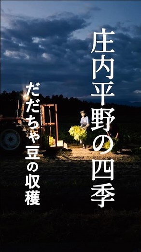 庄内平野の四季～だだちゃ豆の収穫【 #つるとぴ ！#鶴岡市 役所60秒広報室】 #山形 #鶴岡 #庄内 #shorts #だだちゃ豆 #在来作物