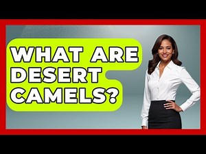What Are Desert Camels? - The Wild Life Explorer