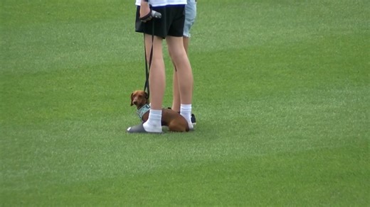 4K views · 58 reactions | The best type of pure chaos ... a Wiener Dog Race!  Don't miss out on Dime Dog Day and Pre-Game Wiener Dog Race on May 15th ➡️️ https://tinyurl.com/may15trats | Wisconsin Timber Rattlers | Facebook
