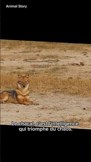 🐺 Le chacal : le renard de la savane ! #shorts