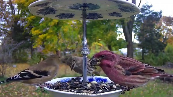 3.9K reactions · 257 shares | The Birdsy #AI gets trained continuously to identify who visits feeders. It has successfully learned to ID the sometimes hard to ID #PurpleFinch, seen here eating with an American Goldfinch and a female House Finch. Setup: @Ostdrossel #birds #birdwatching | Birdsy | Facebook
