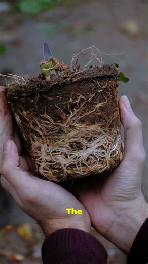 The Secret of the Chinese Bamboo Tree