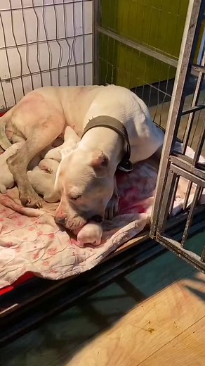 Caring Mother Dog Nursing Her Newborn Puppies