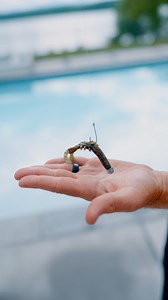 437K views · 4.6K reactions | You can Neko Rig more than a worm.. here’s what you need! 1️⃣ Crossover Pliers (5mm crossover bands) 2️⃣ VMC Hooks Half Moon Wacky Weights (3/16ths for deep and 1/8th for shallower) 3️⃣ Rapala Crush City Hedgehog Rig it up, and watch the magic happen.. ️ #bassfishing #fishing #fishingtips | Jacob Wheeler | Facebook