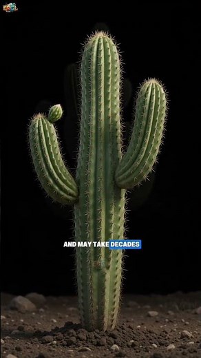 This Cactus Can Outlive You | The Plant That Lives Over 150 Years