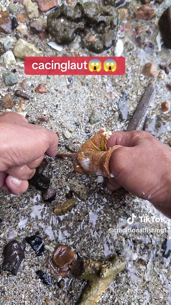 Cara Mendapatkan Cacing Laut dengan Mudah