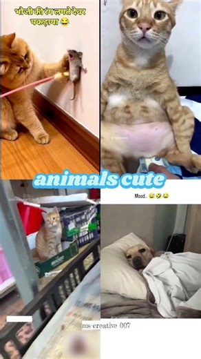 animals cute funny trending shorts...........part-36