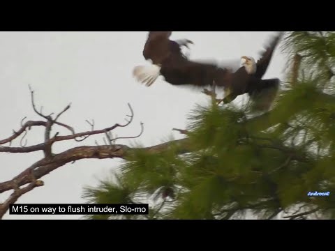 SWFL Eagles 3-19-26. E26 & M15 TAG TEAM INTRUDER; M15 FLUSHES INTRUDER 2ND TIME; Ground + Cam View!