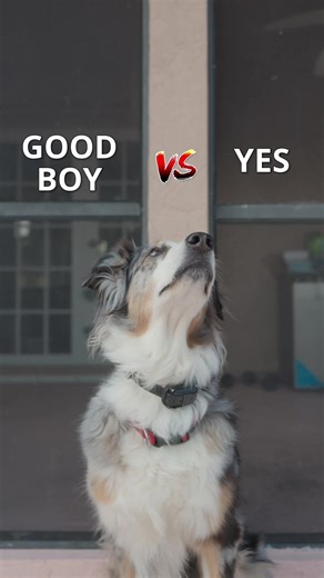 Mastering Dog Training: Timing Is Key