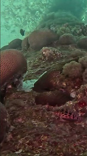 Coral Hawkfish Masters the Art of Reef Camouflage 🐟🌊🔥