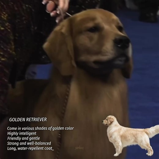 Labrador vs. Golden Retriever: Which Dog is Better?