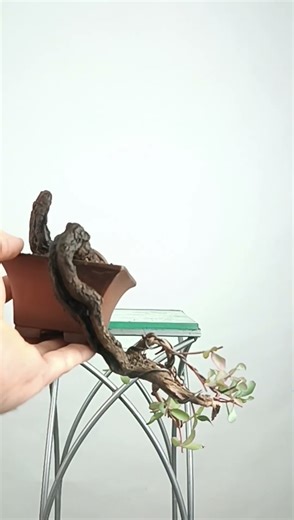 Delicatessen, Pistacea Lentiscus. www.santimunozbonsai.com🇪🇺🇪🇺🚛🚛