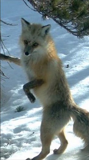 RARE FOX! Only 50 left! Sierra Nevada Red fox #foxes #wildlife #environment #nature #animals