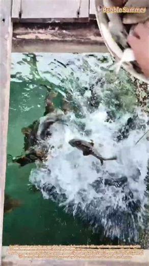 Alimentation marine : distribution d'appâts aux poissons vivant en mer