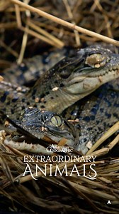25K views · 652 reactions | Saltwater crocodiles are the largest living reptile on earth. From the moment they hatch, these formidable apex predators are born hunters.  讀 : Australian Geographic Extraordinary Animals now streaming for free on SBS On Demand #ausgeo #australia #saltwatercrocodile #saltie #crocodile #reptile #apexpredator | Australian Geographic | Facebook