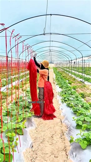 The way they lower the ropes to make a trellis.