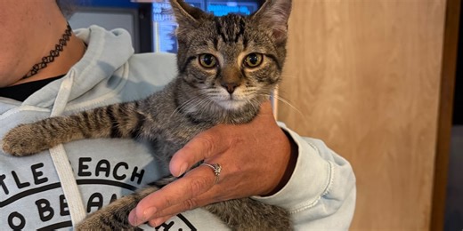 Meet Ranger: WTAP’s Pet of the Week