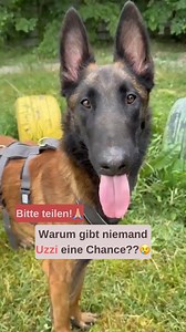 369K views · 3.4K reactions | Musterschüler Uzzi hat sein Zuhause...