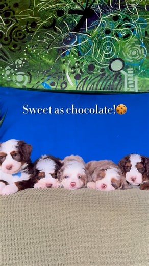 Can’t decide what’s sweeter — the look or the personality 🤎 🍫 #bernedoodle #bernedoodlelove #bernedoodlesofinstagram #perros #perro #DogsofInstagram #PuppyGram #PuppyReel #FluffyPup #CutestDogEver #PuppyVibes #DogLoversClub #InstaDog #PuppyObsessed #DailyDog | Namaste Bernedoodles
