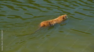 Red muskrat swimming in water. Muskrat in the wild