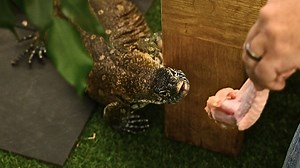 5.6K views · 171 reactions | 年 NEW VIDEO! Meet the Nile Monitor — one of the largest and most powerful lizards in the world! In this episode, Mr. Drew shares some fascinating facts about these incredible reptiles and what it takes to care for one responsibly. Spoiler alert: they’re not your average pet lizard! Come learn with us and see one up close!  Watch now:  https://www.youtube.com/@MrDrewsAnimals  1395 Main St, Poland, ME | Mr. Drew and His Animals Too | Facebook