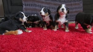 Too Cute: Season 3 Episode 1 Puppies and a Piggy