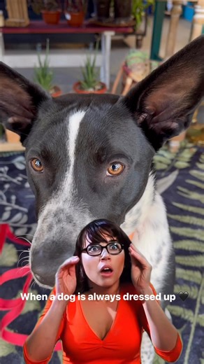 Laser’s tuxedo markings say fancy, but his heart says best boy. He’s fostered with other dogs, loves crunchy snacks, sticks, and praise, and he’s ready to show off his newest tricks. Adopt Laser through Blue Ridge Humane Society! His heart’s as big as his haunches are fluffy. 🖤✨ Wilderness Fosters WNC Wilderness Muse | Leigh Shultis