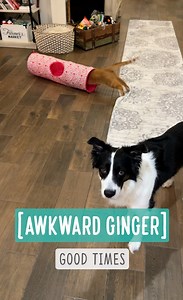 Awkward Ginger These were taken a while ago when GB was still a little standoffish around the Flowers. GB is such an awkward, introverted, and quirky cat... and I love his complicated personality. When he's conflicted or uncomfortable, he displays displacement behaviors such as unnecessary grooming (sometimes to avoid eye contact) or sniffing. Being an introvert myself, I can understand. I can tell that he wants to engage, and sometimes his desire comes out in a silly way. Some of the more outgo