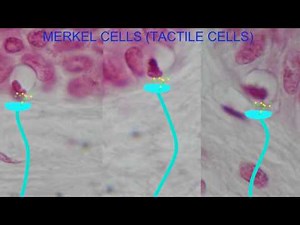 TACTILE CELLS MERKEL CELLS