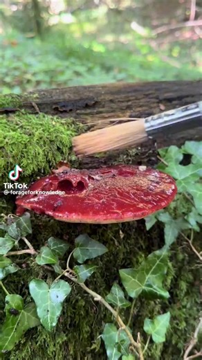 MasterMindingIndustriesMadMush (@mastermindingindustries)’s videos with original sound - MasterMindingIndustriesMadMush