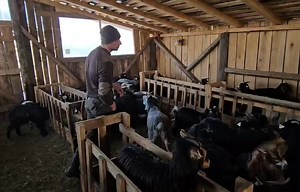 Caprite tinere foarte frumoase,la tanarul fermier Adrian Mirica. | Fane Si Cainii