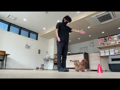 Pet Sitting and Training for Tete, Hapi, Sol, and Uni - June 28, 2026 - Ishima