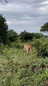 Big Cat Encounter in the Wild! 🦁