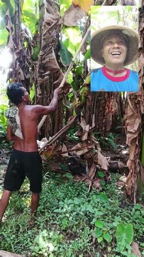 The moment a banana falls from a tree #funny