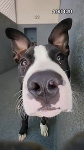 6.4K views · 475 reactions | Adopted  A5654391 ✰ Wiggles...