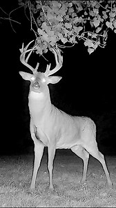 Caught scrapin’! Scrapes are signposts made by bucks. When making a scrape, deer paw the ground and urinate on the disturbed soil. They’ll also rub their face and antlers against overhead tree branches. Scraping allows a buck to make his presence known by dispersing his scent. 🎥 Mike Blair | Missouri Dept. of Conservation