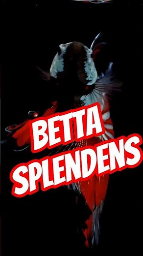 Get to know the Betta Fish (Betta Splendens)