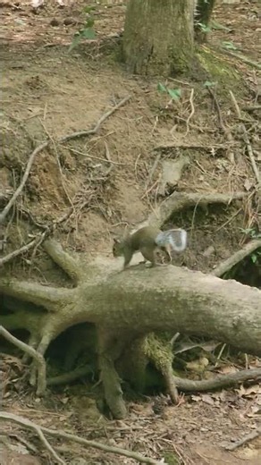 Squirrel Survival Skills in Action 🐿️🌲