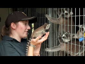 Ring Tailed Lemur - 72 Cutest Animals, National Zoo, Canberra