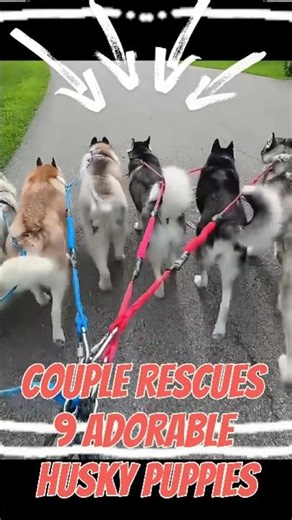 Couple Rescues 9 Adorable Husky Puppies! #HuskyRescueUSA #DogLoversNYC #PuppyRescueLA