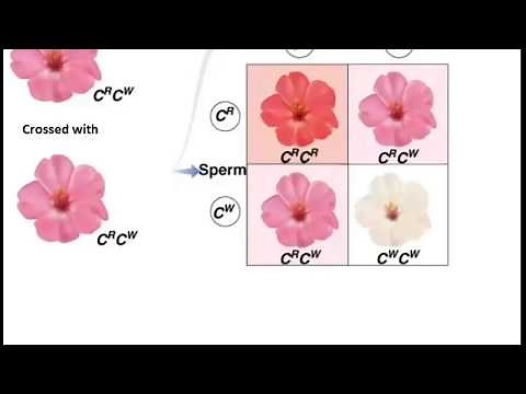 Genetics incomplete Dominance in Flowers