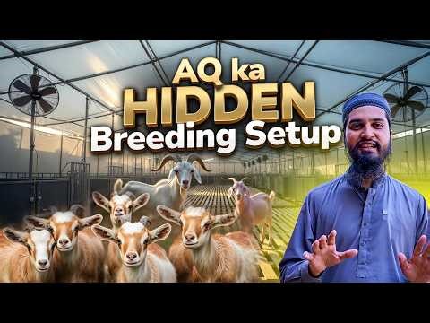 AQ Cattle Farm Ka Secret Breeding System – Poore Karachi Main Aisa Advanced Goat Farm Nahi