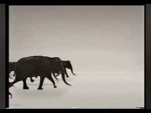 Geico elephants commercial