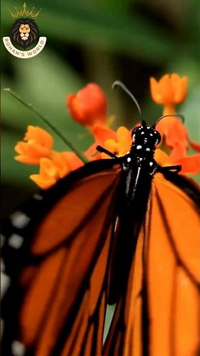 Butterfly Hibernation: The Miracle You Never Knew About