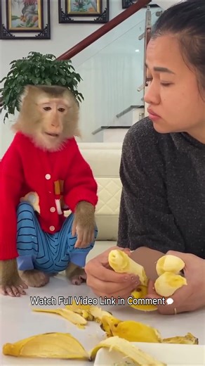 I am sorry, Mom! Lyly the monkey recognizes her error and learns a vital life lesson. | Monkey TV