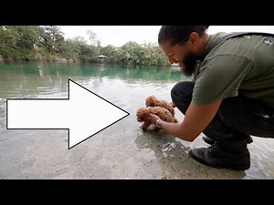 Red Toy Poodle Puppies First time Swimming In the Lake