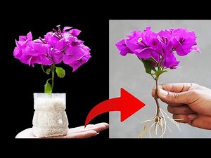 Top Tips for a Blooming Bougainvillea Garden - Grow Vibrant Bougainvillea Easily!