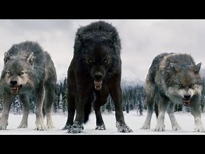 Twilight wolves music video