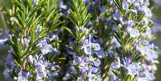 Rosemary 101: Planting tips for indoor and outdoor growing success